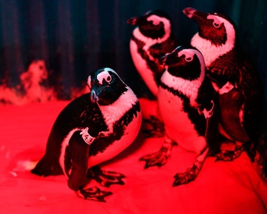 Инфракрасные лампы для обогрева животных