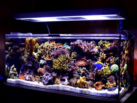 Освещение в аквариуме