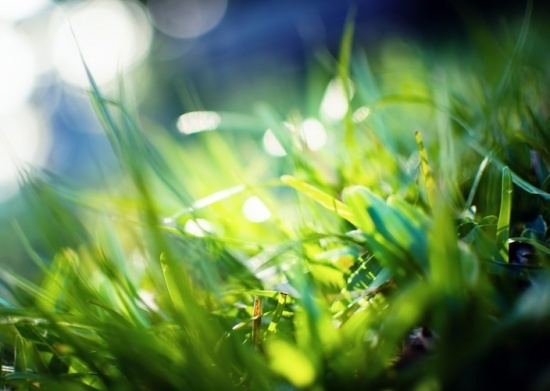 Свет для растений - люминесцентные лампы T5 с цоколем G5