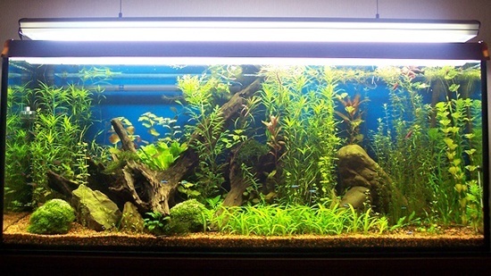 Освещение аквариума