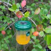 Ловушка Rexant для ос на солнечной батарее Радиус 30м. 9x11.5см (пластик)