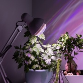 Лампа светодиодная для растений ЭРА FITO-15W-Ra90-E27 15W 2150K 220V E27 d95х135mm 787042