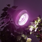 Лампа светодиодная для растений ЭРА FITO-15W-Ra90-E27 15W 2150K 220V E27 d95х135mm 787042