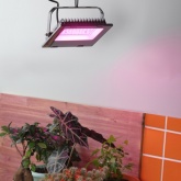 ФИТО светильник ЭРА FITO-50W-RB-LED прожектор красно-синего спектра 5056306087578