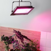 ФИТО светильник ЭРА FITO-100W-RB-LED прожектор красно-синего спектра 5056306087790