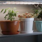 Светильник модульный для растений ЭРА FITO 3х10W LINE Ra90 полного спектра 30W 550x125x200mm