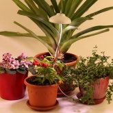 Светильник светодиодный ЭРА для горшечных растений Сrocus FITO-12W-FLED IP20 110x110x215mm 785390