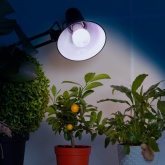 Лампа светодиодная для растений ЭРА FITO-11W-Ra90-E27 11W 220V E27 d60х120mm 264903