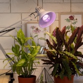 Лампа светодиодная для растений ЭРА FITO-11W-Ra90-E27 11W 220V E27 d60х120mm 264903