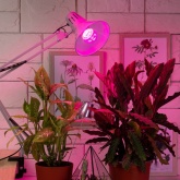 Лампа светодиодная для растений рассады ЭРА FITO-12W-RB-E27 12W 220V E27 RB d60х120mm 264866