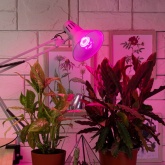 Лампа светодиодная для растений рассады ЭРА FITO-10W-RB-E27 10W 220V E27 RB d60х120mm 264842