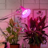 Лампа светодиодная для растений рассады ЭРА FITO-18W-RB-E27 18W 220V E27 RB d100х105mm 238195