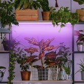 Лампа светодиодная для растений Т8 ЭРА FITO-18W-RB-Т8-G13-NL с фиолетовым свечением 028861