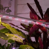 Лампа светодиодная для растений Т8 ЭРА FITO-9W-Ra90-Т8-G13-NL 1200K полный спектр фитолампа 029981