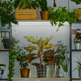 Лампа светодиодная для растений Т8 ЭРА FITO-9W-Ra90-Т8-G13-NL 1200K полный спектр фитолампа 029981