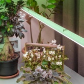 Лампа светодиодная для растений Т8 ЭРА FITO-18W-Ra90-Т8-G13-NL 1200K полный спектр фитолампа 029967