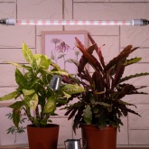 Лампа светодиодная для растений Т8 ЭРА FITO-18W-Ra90-Т8-G13-NL 1200K полный спектр фитолампа 029967