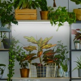 Лампа светодиодная для растений Т8 ЭРА FITO-18W-Ra90-Т8-G13-NL 1200K полный спектр фитолампа 029967