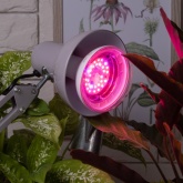 Лампа светодиодная для растений рассады ЭРА FITO-16W-RB-E27-K 16W 1310K 220V E27 RB d95х135mm 786151