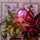 Лампа светодиодная для растений рассады ЭРА FITO-16W-RB-E27-K 16W 1310K 220V E27 RB d95х135mm 786151