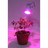 Лампа светодиодная для растений рассады ЭРА FITO-16W-RB-E27-K 16W 1310K 220V E27 RB d95х135mm 786151