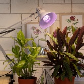 Лампа светодиодная для растений ЭРА FITO-11W-Ra90-E27 11W 2150K 220V E27 d60х110mm 786922