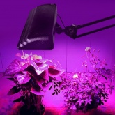 Светильник светодиодный настольный Дельта П-С32-025Ф ПДБ50-12-025 12W на струбцине,ФИТО, черный