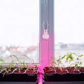 Лампа светодиодная для растений TDM A60 8W 230V E27 CL ФИТО 60х108mm