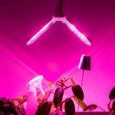 Лампа светодиодная для растений Green Line ФИТО 20W PL E27 GR 2-х лепестковая красно-синего спектра