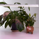 Светильник светодиодный для растений Feron AL7002 14W пластик, с сетевым шнуром (полный спектр)