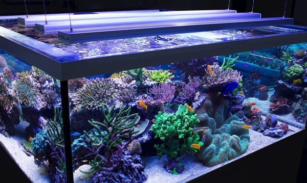 Люминесцентные лампы для морских аквариумов T5 с цоколем G5