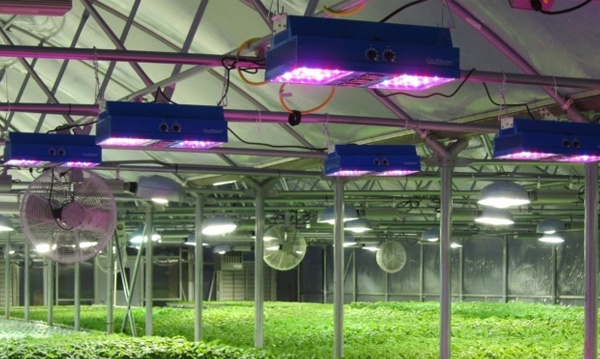 Промышленные светодиодные светильники для теплиц