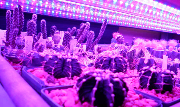 Светодиодные FITO ленты для растений